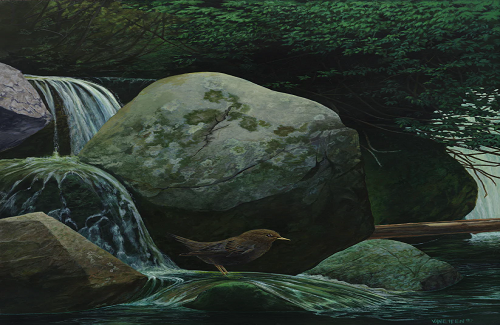 Dipper in Water 18X24